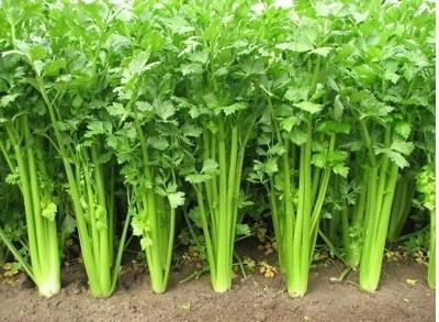 这些食物不仅低卡而且能排毒