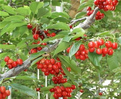 这七种食物的补血效果很不错