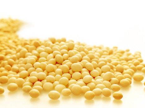 日常饮食常吃黄豆有助抗癌