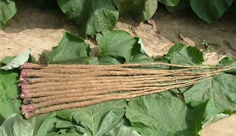 夏季排毒功能最强的20种食物