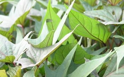 夏季排毒功能最强的20种食物