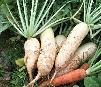 夏季排毒功能最强的20种食物