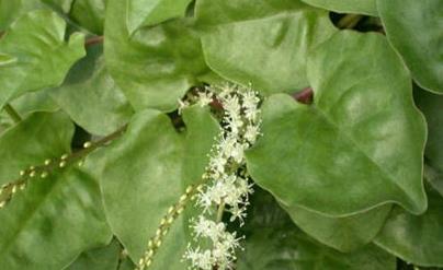 夏季排毒功能最强的20种食物