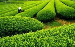 绿茶的选购_绿茶的存储_绿茶的食用方法