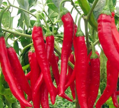 辣椒的功效与作用_辣椒的营养价值_辣椒的适合体质_辣椒的适用人群