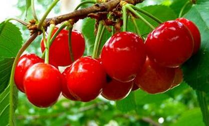 樱桃的功效与作用_樱桃的营养价值_樱桃的适合体质_樱桃的食用禁忌