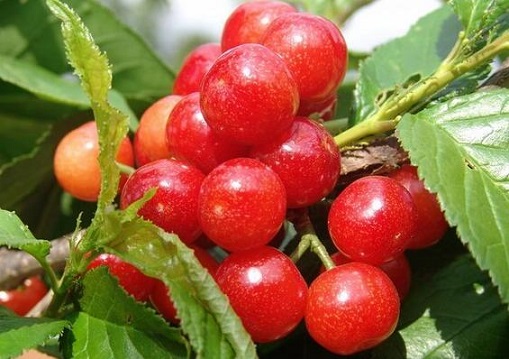 樱桃的营养价值很高 但是吃的太多容易中毒
