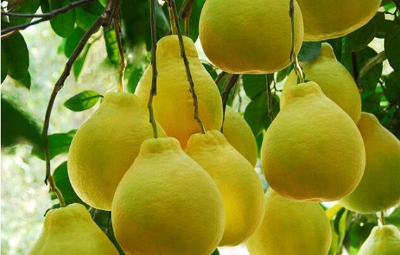 柚子的功效与作用_柚子的营养价值_柚子的食用禁忌