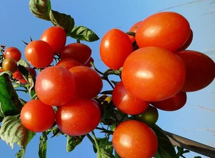 樱桃番茄美容抗癌的小西红柿