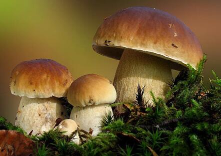 五个方法辨别毒蘑菇避免误食