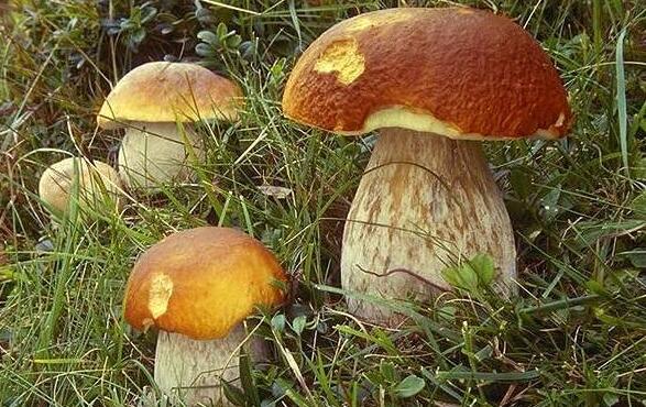 蘑菇有药效 抗癌护胃养脑