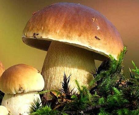 蘑菇挑选方法 教你找出最新鲜的蘑菇