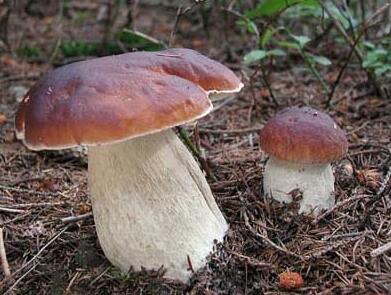 如何鉴别野外的有毒蘑菇