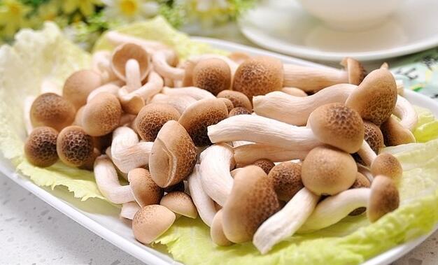 蟹味菇的营养价值