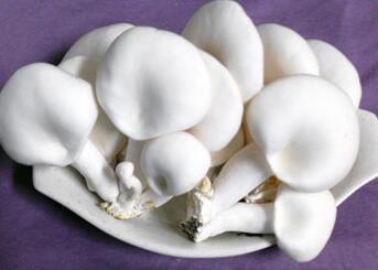 白灵菇的功效与作用_白灵菇的营养价值_白灵菇的食用禁忌