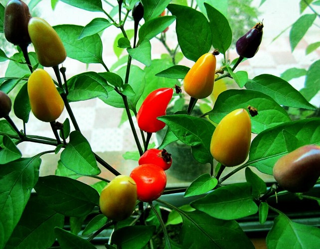彩椒的功效与作用_彩椒的营养价值_彩椒的适合体质