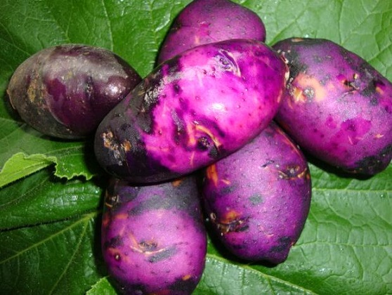 紫土豆的营养价值