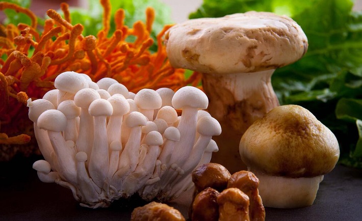 食用菌菇的注意事项_菌菇有哪些