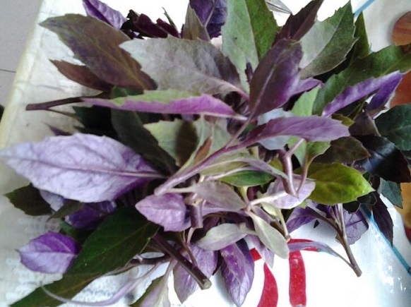 紫背天葵的功效与作用_紫背天葵的营养价值_紫背天葵的适合体质_紫背天葵的食用禁忌