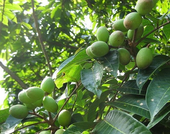 慢性咽喉炎 橄榄茶叶能缓解
