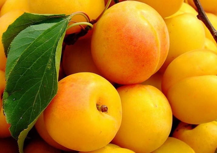 杏的功效与作用_杏的营养价值_杏的适合体质_杏的食用禁忌