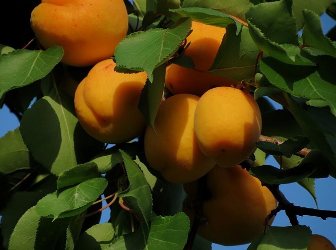 中医讲解关于杏子的食疗作用