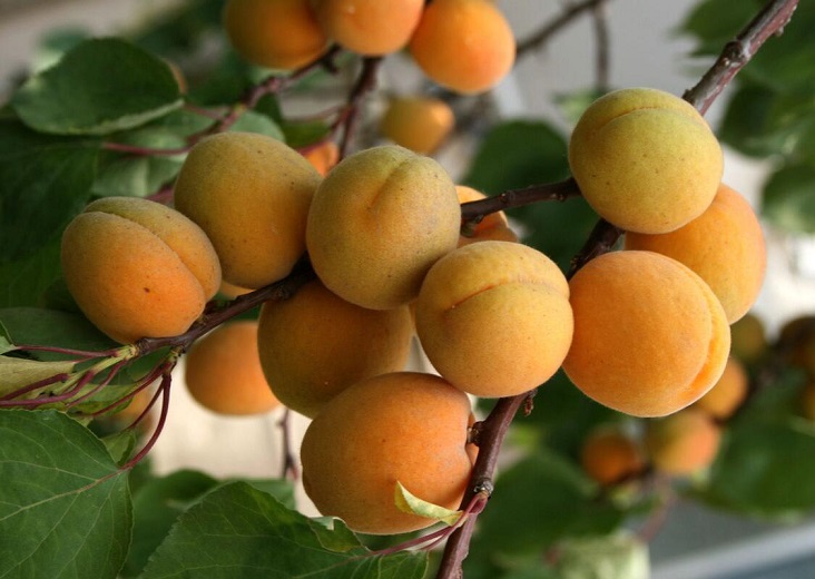 杏子的功效与作用 杏子的营养价值 杏子的食用方法 大厨艺