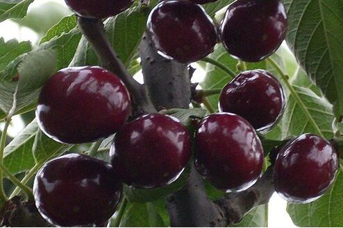樱桃营养高 每天吃十颗最佳