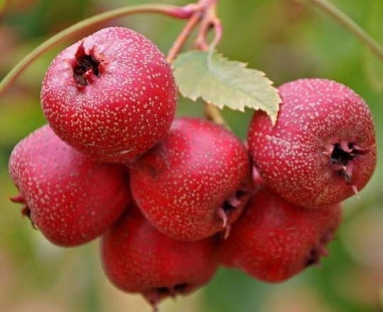 吃什么水果降胆固醇？12种降低胆固醇的水果