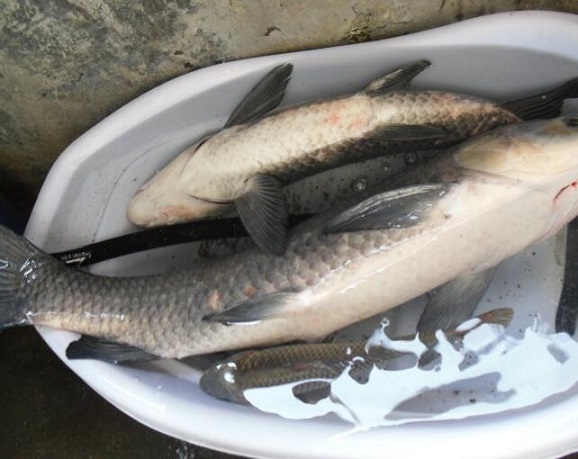 介绍草鱼的营养和烹调细节