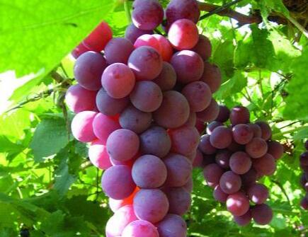 葡萄的营养和它的品种关系有多大？