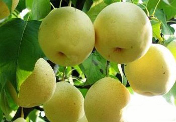 梨子营养丰富 盘点吃梨子的七大功效与作用