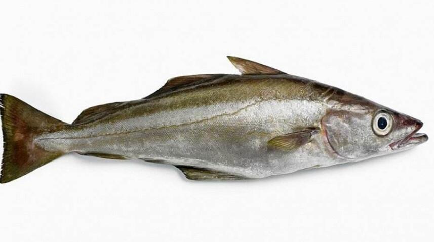 如何挑选银鳕鱼 银鳕鱼和鳕鱼的区别是什么