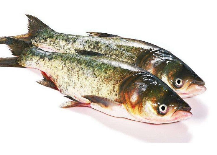 鲢鱼美容 富含胶原蛋白