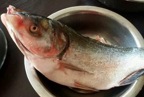 盘点鱼的保健功效：鲢鱼可暖胃润肌
