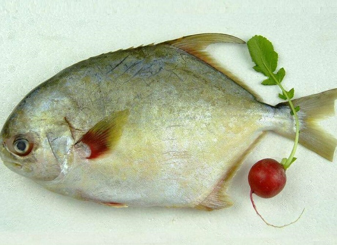 鲳鱼的营养价值 鲳鱼的做法大全
