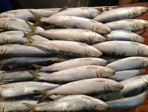 生活中沙丁鱼会引起肝硬化吗