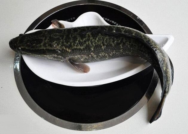 黑鱼营养价值 黑鱼的功效有哪些