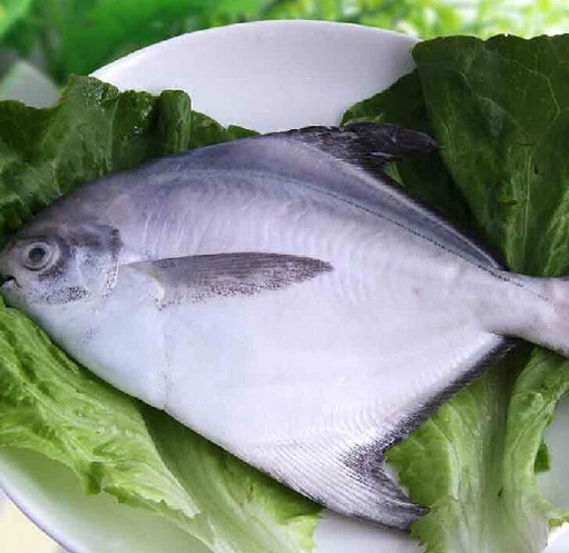 平鱼的功效与作用_平鱼的食物相克_平鱼适用人群