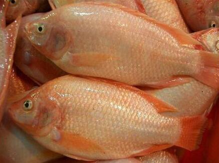 尼罗红鱼的营养价值_尼罗红鱼的适用人群_尼罗红鱼的食用禁忌_尼罗红鱼的选购技巧