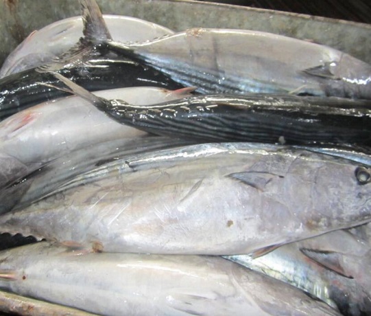 金枪鱼的营养价值_金枪鱼的功效与作用_金枪鱼的做法