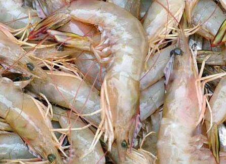 海虾种类大全_海虾有哪几种_虾的种类有多少种_虾的种类