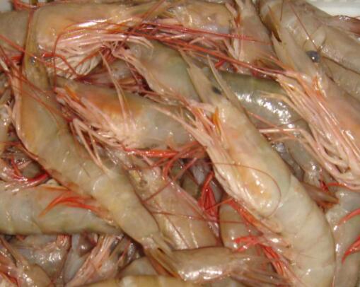 海虾的功效与作用_海虾的营养价值_海虾的选购_海虾的适用人群