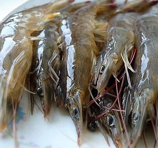 癫痫患者可以吃螃蟹和虾吗?