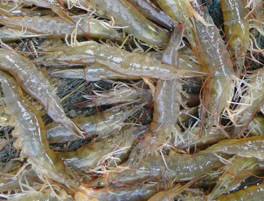 海虾的营养价值有哪些 海虾6大营养价值值得大家多吃
