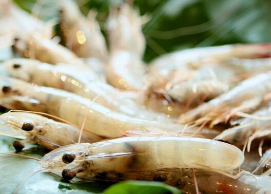 虾不能和什么食物一起吃 推荐3款虾的美味做法