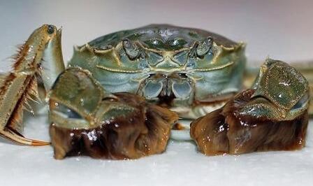 河蟹怎么保存哪些人群不能吃河蟹