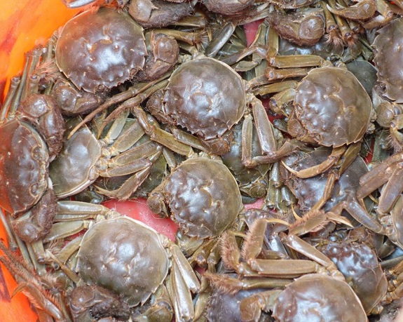 河蟹正确保存方法河蟹的营养价值