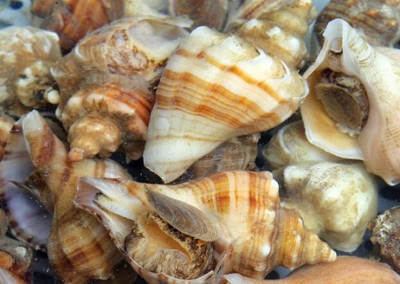 关于食用海螺的饮食禁忌与选购方法食材选购