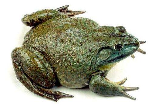 大蒜牛蛙最能止咳平喘